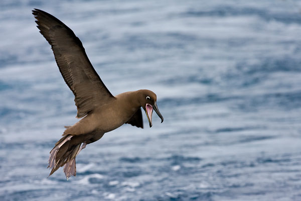 AGAMI Sooty Albatross Tristan da Cunha Marc Guyt